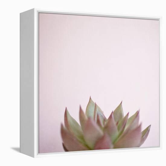 Desert Flora 4-Susannah Tucker-Framed Stretched Canvas