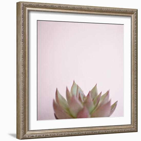Desert Flora 4-Susannah Tucker-Framed Art Print
