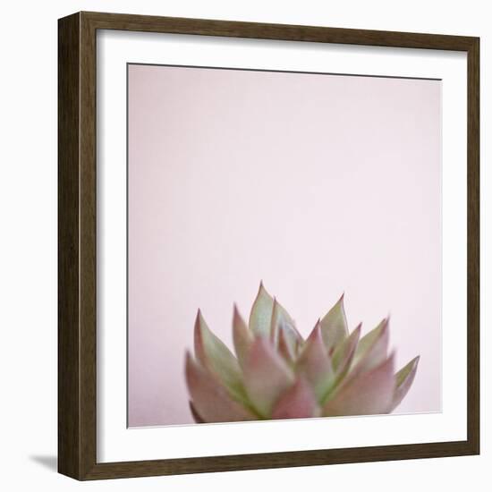 Desert Flora 4-Susannah Tucker-Framed Art Print