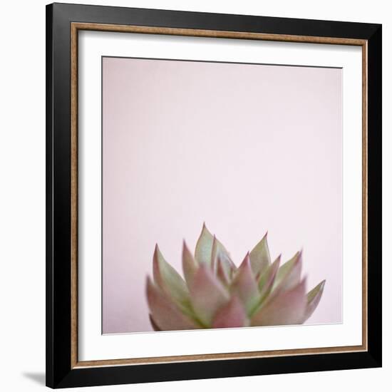 Desert Flora 4-Susannah Tucker-Framed Art Print