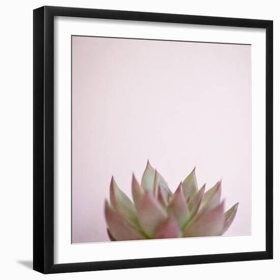 Desert Flora 4-Susannah Tucker-Framed Art Print