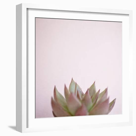 Desert Flora 4-Susannah Tucker-Framed Art Print