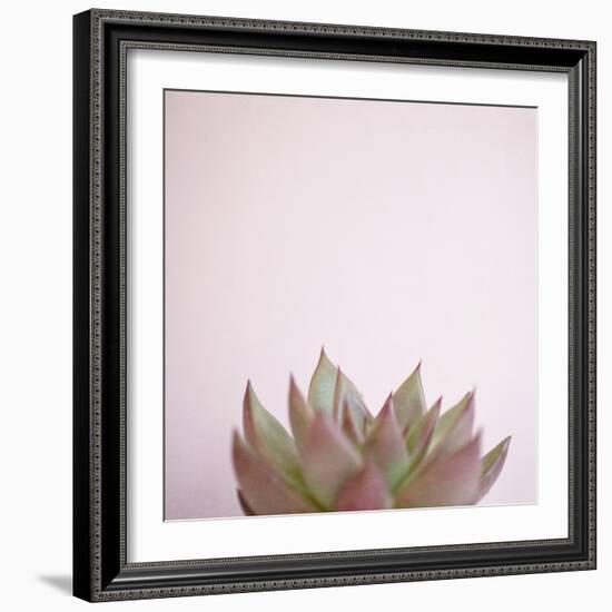 Desert Flora 4-Susannah Tucker-Framed Art Print