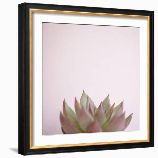 Desert Flora 4-Susannah Tucker-Framed Art Print