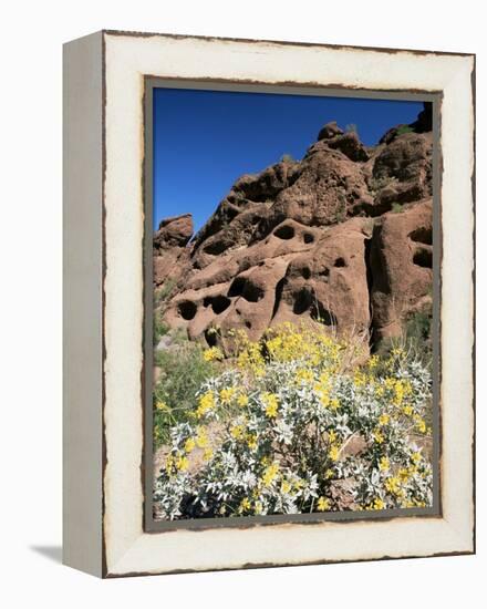 Desert Flora Beneath Camelback Mountain, Echo Canyon Recreation Area, Paradise Valley, Arizona-Ruth Tomlinson-Framed Premier Image Canvas