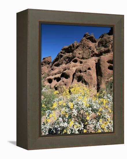 Desert Flora Beneath Camelback Mountain, Echo Canyon Recreation Area, Paradise Valley, Arizona-Ruth Tomlinson-Framed Premier Image Canvas