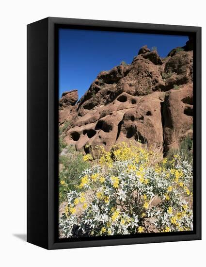 Desert Flora Beneath Camelback Mountain, Echo Canyon Recreation Area, Paradise Valley, Arizona-Ruth Tomlinson-Framed Premier Image Canvas