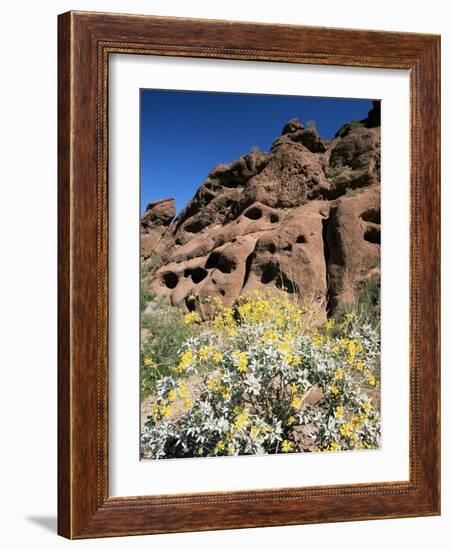 Desert Flora Beneath Camelback Mountain, Echo Canyon Recreation Area, Paradise Valley, Arizona-Ruth Tomlinson-Framed Photographic Print