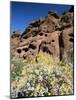 Desert Flora Beneath Camelback Mountain, Echo Canyon Recreation Area, Paradise Valley, Arizona-Ruth Tomlinson-Mounted Photographic Print