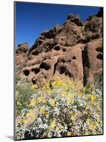 Desert Flora Beneath Camelback Mountain, Echo Canyon Recreation Area, Paradise Valley, Arizona-Ruth Tomlinson-Mounted Photographic Print