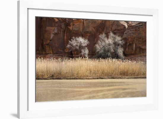 Desert Flora-Andrew Geiger-Framed Giclee Print