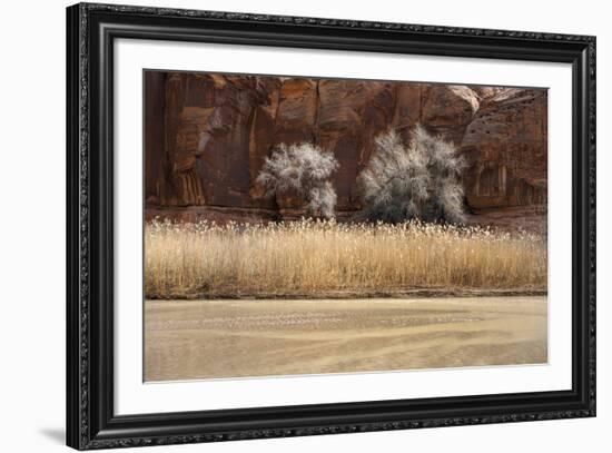 Desert Flora-Andrew Geiger-Framed Giclee Print