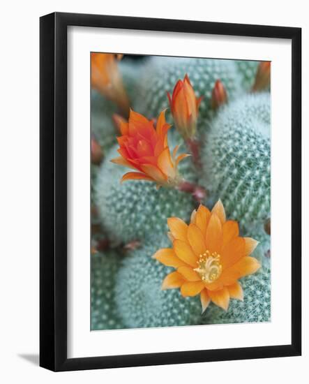 Desert Florals-Assaf Frank-Framed Giclee Print