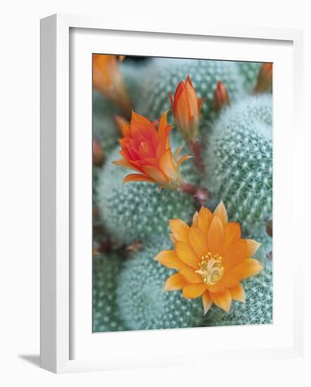 Desert Florals-Assaf Frank-Framed Giclee Print