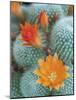 Desert Florals-Assaf Frank-Mounted Giclee Print