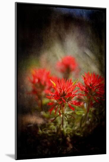 Desert Flower 1-LightBoxJournal-Mounted Giclee Print