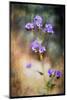Desert Flower 2-LightBoxJournal-Mounted Giclee Print