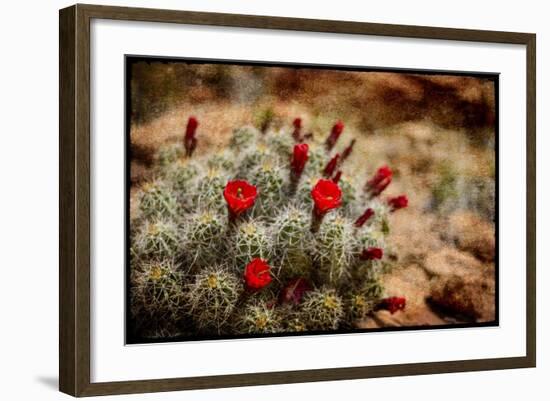 Desert Flower 3-LightBoxJournal-Framed Giclee Print