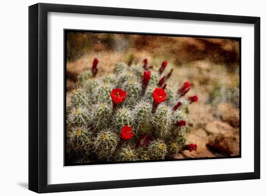 Desert Flower 3-LightBoxJournal-Framed Giclee Print