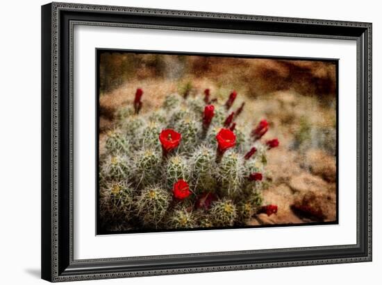 Desert Flower 3-LightBoxJournal-Framed Giclee Print