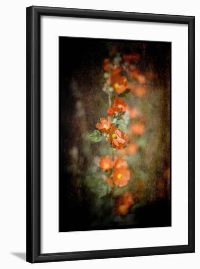 Desert Flower 5-LightBoxJournal-Framed Giclee Print