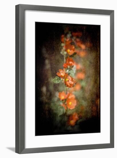 Desert Flower 5-LightBoxJournal-Framed Giclee Print