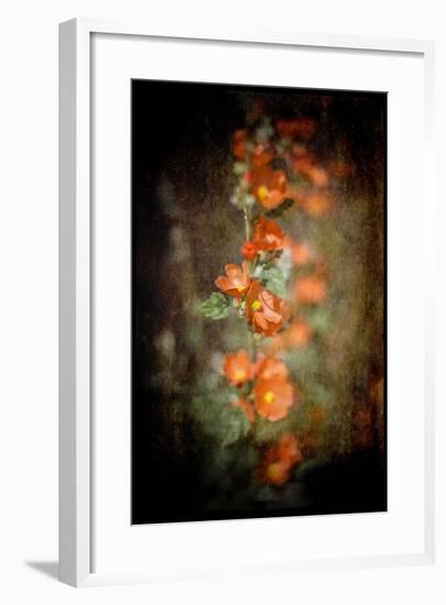 Desert Flower 5-LightBoxJournal-Framed Giclee Print