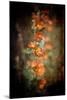 Desert Flower 5-LightBoxJournal-Mounted Giclee Print