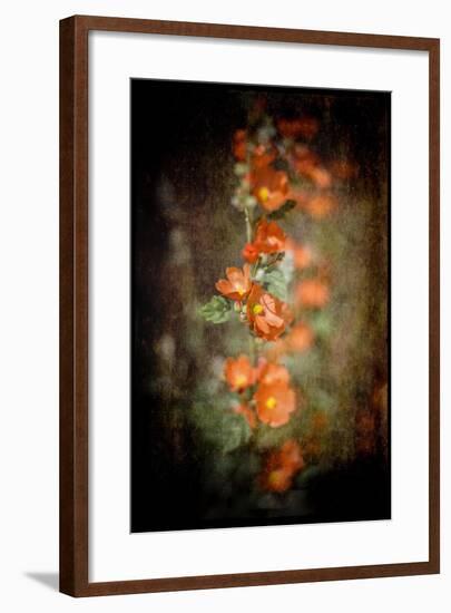 Desert Flower 5-LightBoxJournal-Framed Giclee Print