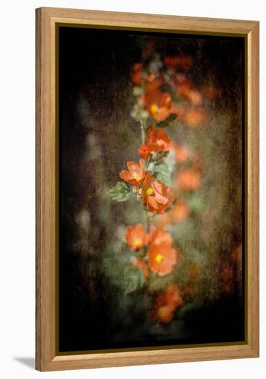 Desert Flower 5-LightBoxJournal-Framed Premier Image Canvas