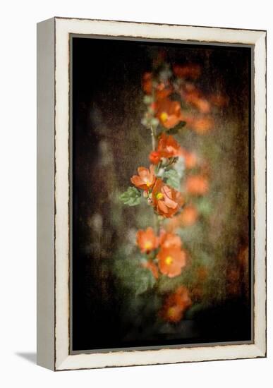 Desert Flower 5-LightBoxJournal-Framed Premier Image Canvas