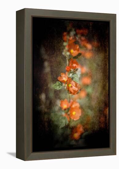 Desert Flower 5-LightBoxJournal-Framed Premier Image Canvas