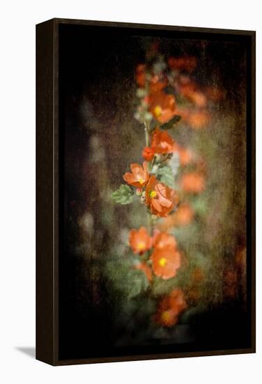 Desert Flower 5-LightBoxJournal-Framed Premier Image Canvas