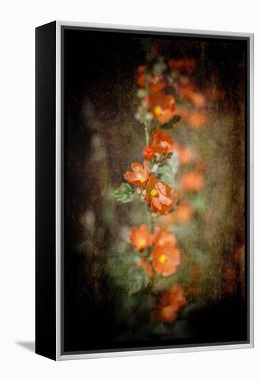 Desert Flower 5-LightBoxJournal-Framed Premier Image Canvas