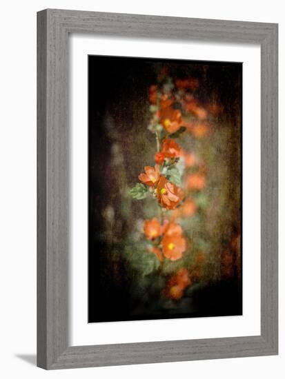 Desert Flower 5-LightBoxJournal-Framed Giclee Print