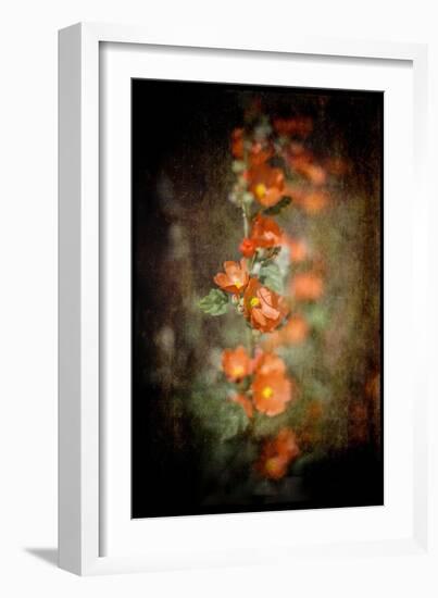 Desert Flower 5-LightBoxJournal-Framed Giclee Print