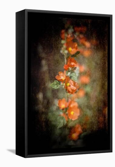 Desert Flower 5-LightBoxJournal-Framed Premier Image Canvas