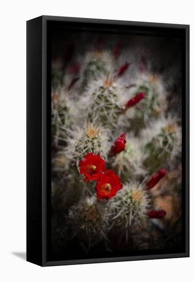 Desert Flower 6-LightBoxJournal-Framed Premier Image Canvas