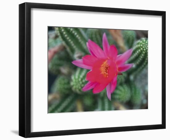 Desert Flower-Assaf Frank-Framed Giclee Print