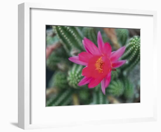 Desert Flower-Assaf Frank-Framed Giclee Print