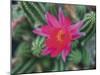 Desert Flower-Assaf Frank-Mounted Giclee Print