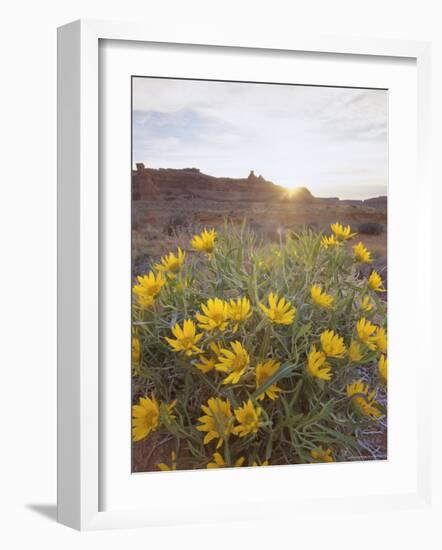 Desert Flowers in Arches National Park, Utah, USA-Gavin Hellier-Framed Photographic Print