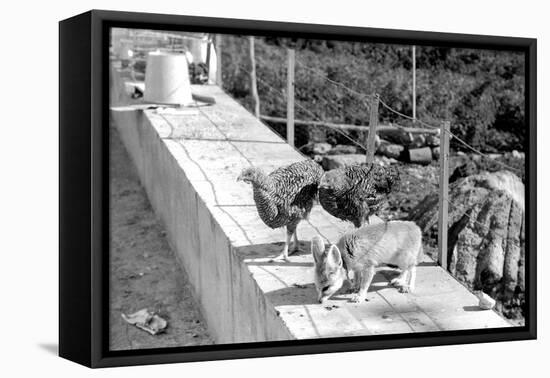 Desert Fox 1972-Staff-Framed Premier Image Canvas