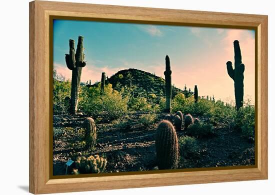 Desert Garden in Arizona-null-Framed Stretched Canvas