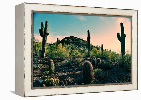 Desert Garden in Arizona-null-Framed Stretched Canvas