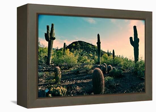 Desert Garden in Arizona-null-Framed Stretched Canvas