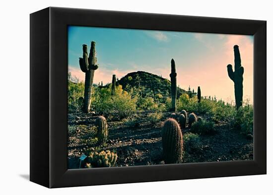 Desert Garden in Arizona-null-Framed Stretched Canvas