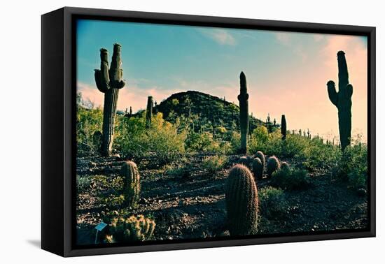 Desert Garden in Arizona-null-Framed Stretched Canvas