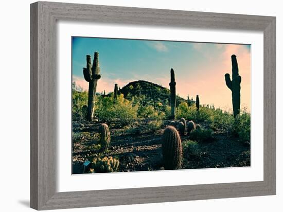 Desert Garden in Arizona-null-Framed Photo