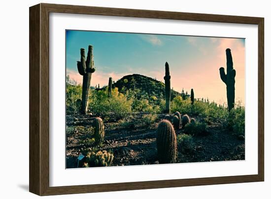 Desert Garden in Arizona-null-Framed Photo